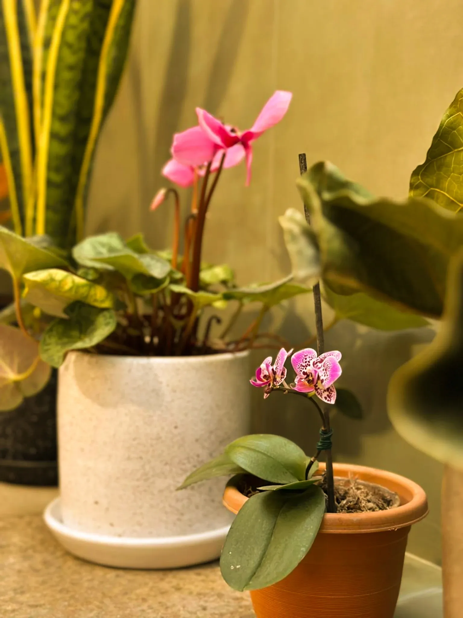 Patio Atenas - imagen 5